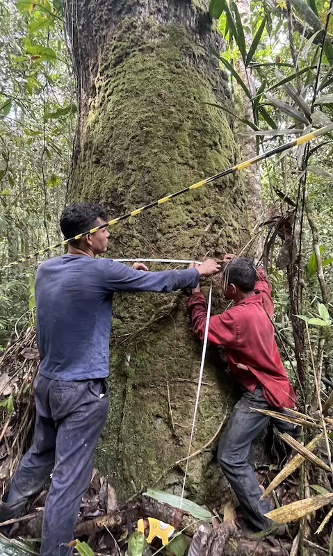 Team locale misura con strumentazioni circonferenza alberi amazzonia