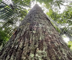 Foto di tronco per rappresentare la biodiversità che monitoriamo costantemente in Amazzonia